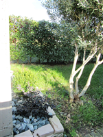 Plants: image 1 0f 4 thumb