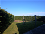 Plants: image 1 0f 4 thumb