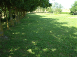 Plants: image 1 0f 4 thumb